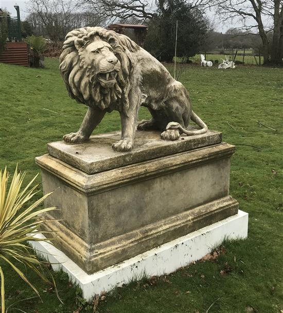 A pair of large reconstituted stone models of snarling lions sejant, H 183cms with plinths, H152cms without plinths, L146cms, W 78cm